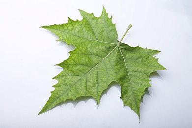 万代机甲新作《奇异贤伴：爱达之歌》封闭B测预告 3月28日开启